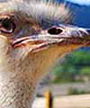 Chandler Ostrich Festival