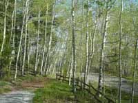 Big Lake Path