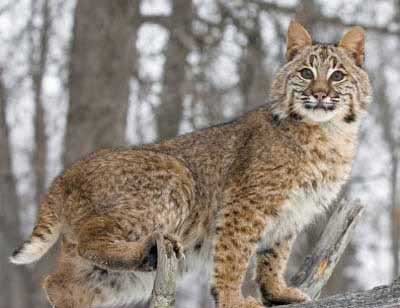 Photo of Bobcat