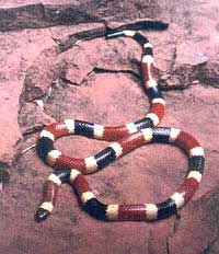 Arizona Coral Snake Western Coral Snake Related To 