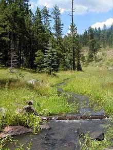 Coronado Trail Stream