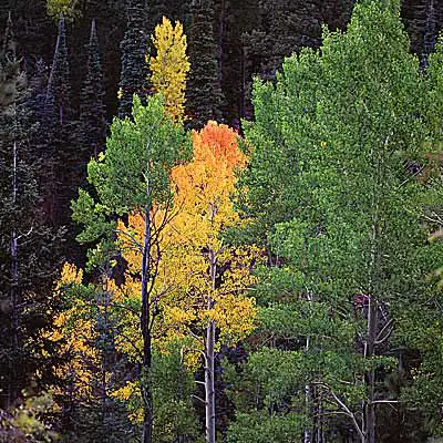 Fall in Flagstaff Arizona