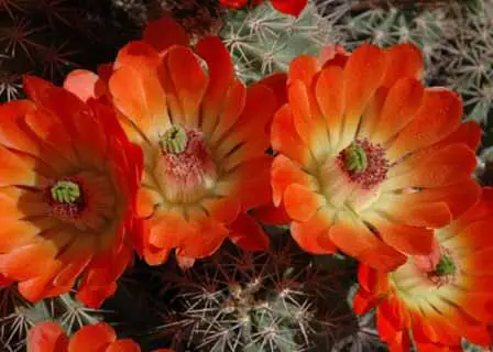 Arizona Barrel Cactus Bloom
