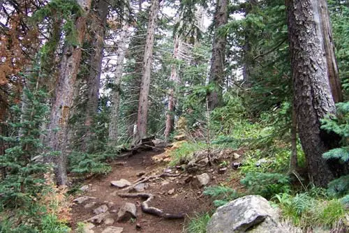 Humphreys Peak Trail - Mid-Range Along The Trail 