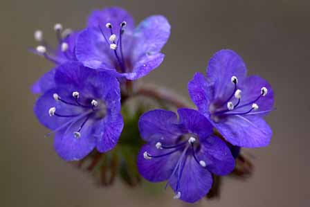 Blue Canterbury Flower