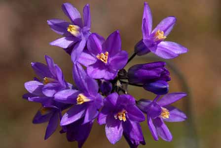 Purple Brodea Superstition Mountain