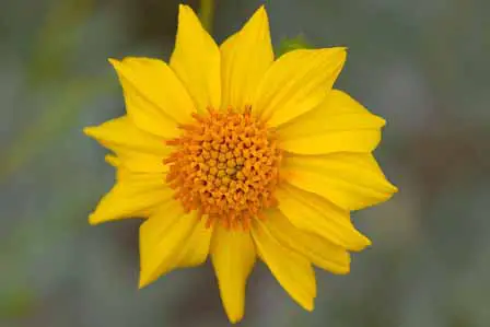 Yellow Desert Sunflower Saguaro National Park