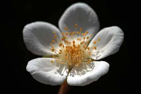 White Wild Flower Havasupai