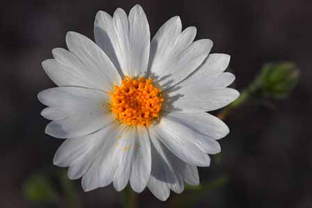 White Wooly Daisy Superstitions