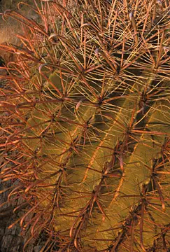 Tucson Area Photo Barrel Cactus