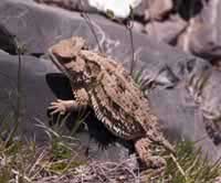 Arizona Horned Toad