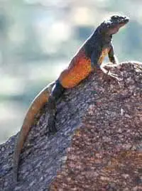Arizona Chuckwalla Lizard | Behavior, Characteristics and Habitat