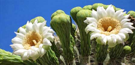 AZ Cactus Blooms