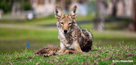 Coyote Photo