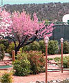 Sedona Pines Resort