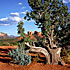 Sedona Arizona