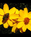 Tucson 
					  Botanical Gardens