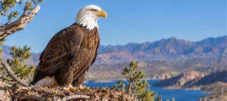 Adult bald eagle perched on its nest overlooking an Arizona desert lake