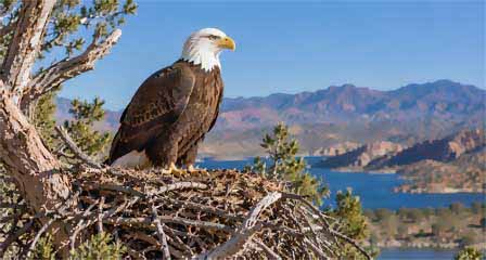 Mature Bald Eagle perched atop its nest with a view of the Sonoran desert and lake below