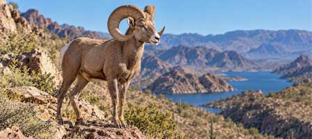 Desert bighorn sheep ram on a rocky Arizona mountainside overlooking a lake