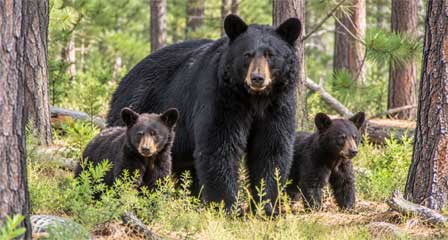 Mother black bear with two cubs among scattered pine trees in a mountain forest