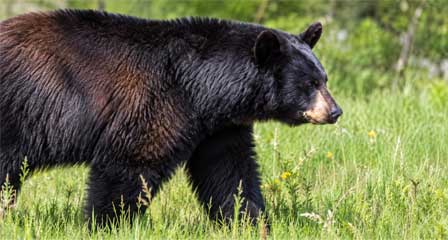 Adult black bear standing among tall green grasses and natural vegetation
