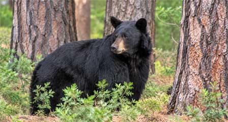 Black bear standing among thick pine tree trunks in a forest habitat