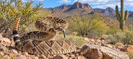 Western diamondback rattlesnake coiled among rocks and desert vegetation in Arizona