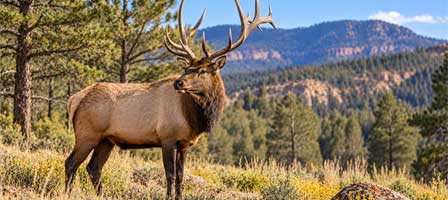 Mature bull elk with large antlers standing in Arizona high-country forest