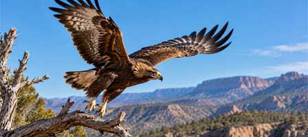 Golden eagle spreading its wings as it takes flight from a tree branch in Arizona