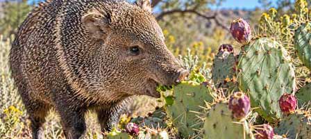 Arizona javelina feeding on a prickly pear cactus pad in the Sonoran Desert