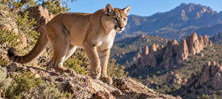 Mountain lion walking through rocky canyon habitat in Arizona