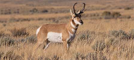 Male pronghorn standing among dry grasses in northern Arizona grassland
