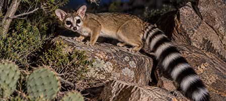 Arizona ringtail resting on desert rocks with its long black-and-white banded tail