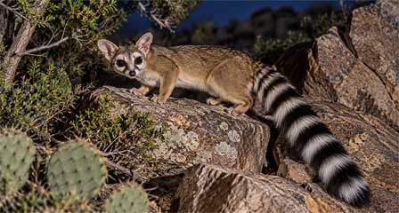 Nocturnal Arizona ringtail with black-and-white striped tail in its natural rocky desert habitat