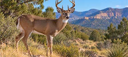 Coues white-tailed deer buck standing in Arizona mountain woodland