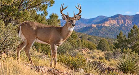 White-tailed deer buck standing in Arizona mountainous woodland habitat