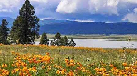 Big Lake Arizona surrounded by White Mountains forest and grassy shoreline