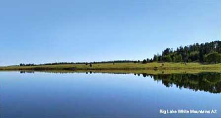 Forested shoreline at Big Lake Arizona in the White Mountains