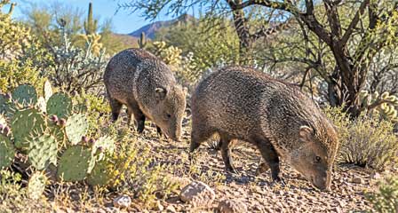 Two Arizona javelinas foraging among prickly pear cactus and native desert vegetation
