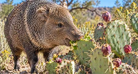 Close-up of an Arizona javelina eating a prickly pear cactus pad in the desert
