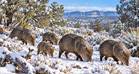 Herd of Arizona javelinas foraging in snow-covered high-desert woodland