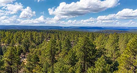 Ponderosa pine forest and Mogollon Rim scenery near Black Canyon Lake Arizona