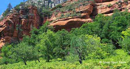 Highway 89A beside a shallow Oak Creek with red sandstone canyon walls and green forest near Sedona Arizona