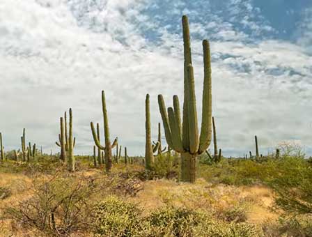 Saguaro cactus at Saguaro National Park in Southern Arizona