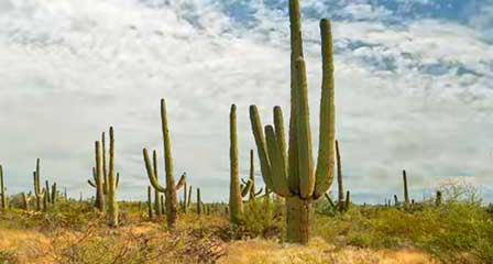 Giant saguaro cactus growing in the Sonoran Desert at Saguaro National Park near Tucson Arizona