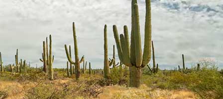 Saguaro National Park in Southern Arizona