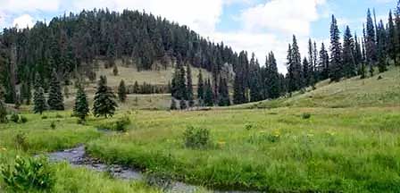 White Mountains Arizona with Ponderosa Pines and flowing stream