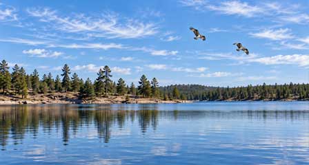 Two ospreys flying over Willow Springs Lake with scattered pine trees along the distant shoreline