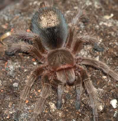 Picture of Southwest Tarantuala